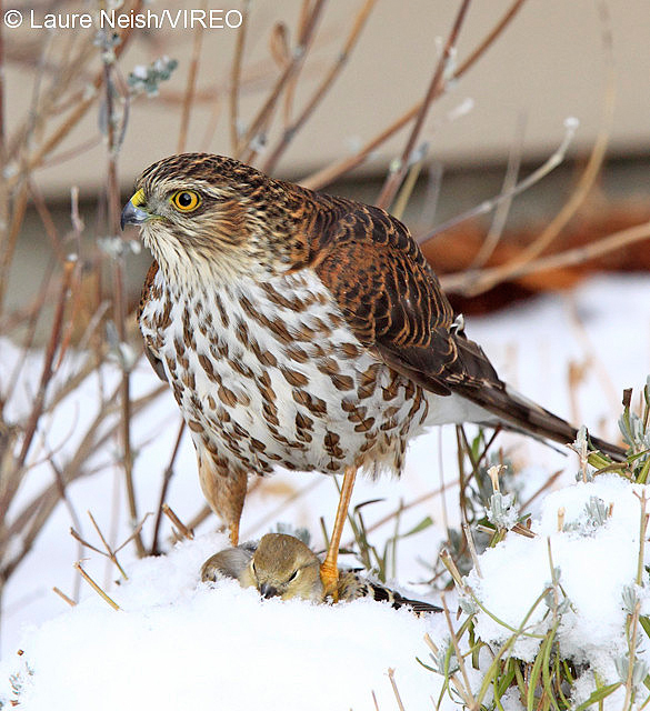 Sharp-shinned Hawk n10-23-025.jpg